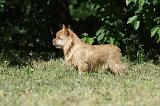 NORWICH TERRIER 056